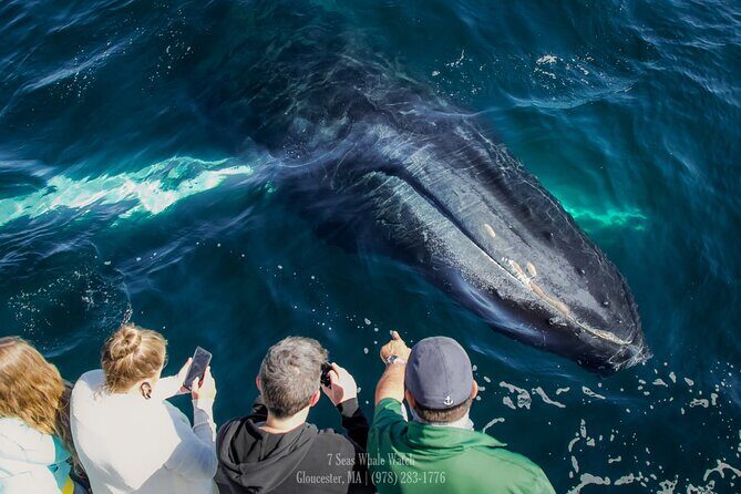 Whale Watching Trips to Stellwagen Bank Marine Sanctuary. Guaranteed sightings! - The Authentic and Checking the Reviews