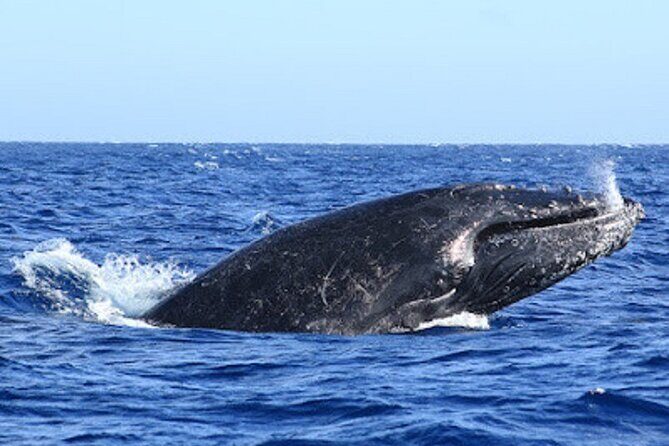 Whale Watching Warranty in San José del Cabo Snacks and drinks - The Itinerary in Detail