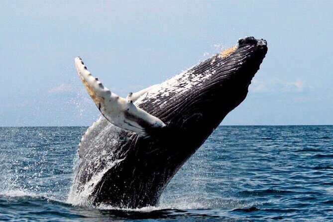 Whale Watching - Why This Tour Offers Good Value