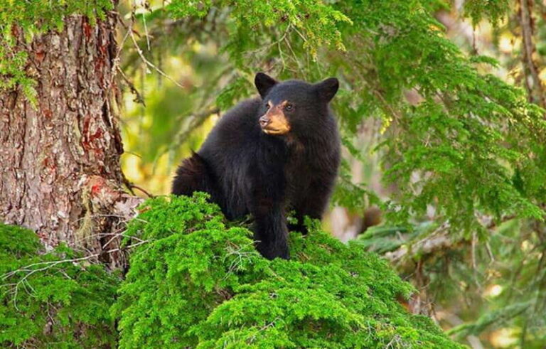 Whistler: Morning with the Bears Land Rover Scenic Excursion - Scenic Off-Road Drive: Beauty and Expectation