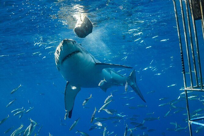 White Shark Cage Full Day Tour in Cape Town - What To Expect