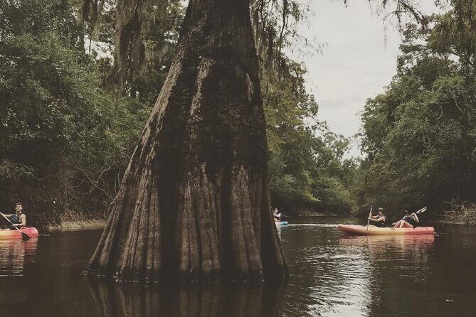Whitney Plantation and Manchac Swamp Kayak Tour Combo - What to Expect from the Itinerary
