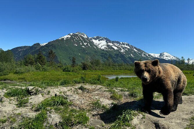 Whittier to Anchorage Cruise Transfer and Private Tour - Authentic Experiences and Unmatched Views
