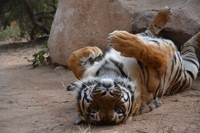 Wild Animal Nature Park Scenic Route 66 Crozier Canyon - Final Thoughts: Is It Worth It?