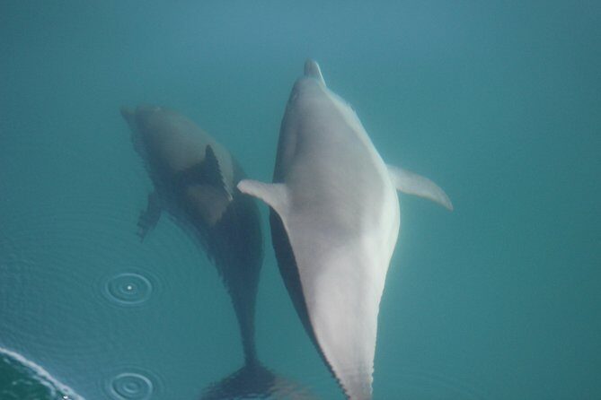 Wild Dolphin Encounter in Puerto Vallarta - Who Will Love This Tour?