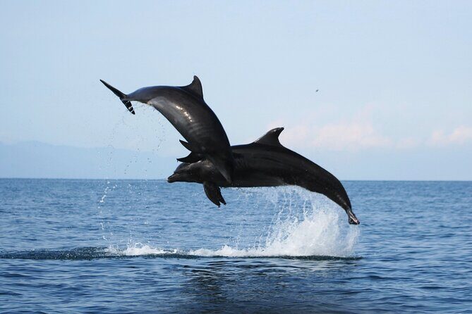 Wild dolphins encounter & snorkeling - The Details: What’s Included and What’s Not