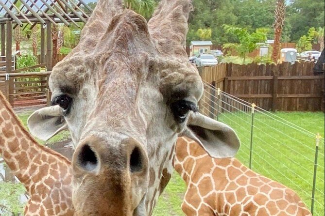 Wild Florida Drive-Thru Safari and Gator Park Admission - Exploring the Gator Park
