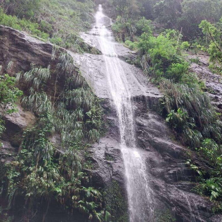 Wild Immersion : Hiking in the Heart of the Tropical Forest - The Itinerary Breakdown