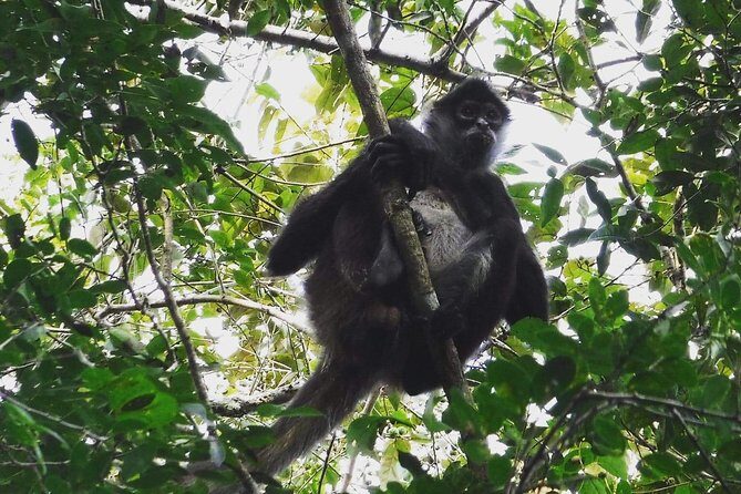 Wild Monkey Adventure (Private, Full Day) - Analyzing the Value