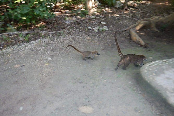 Wild Monkey Tour (Private, Half Day) - The Sum Up