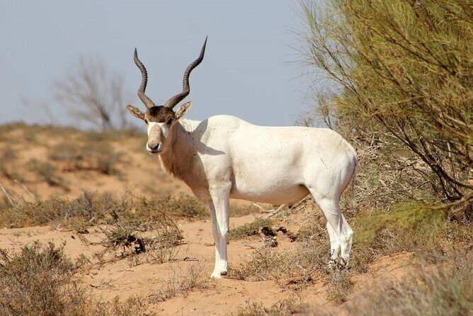 Wild National Park & Sahara Desert including Couscous & Tajine - Dining and Cultural Immersion