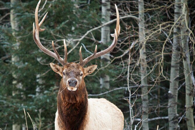 Wilderness and Wildlife Hiking Tour - 3hr Hike - Why Choose This Tour?