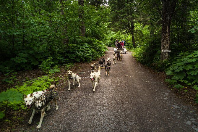 Wilderness Dog Sled Ride and Tour in Seward - Who Will Love This Tour?