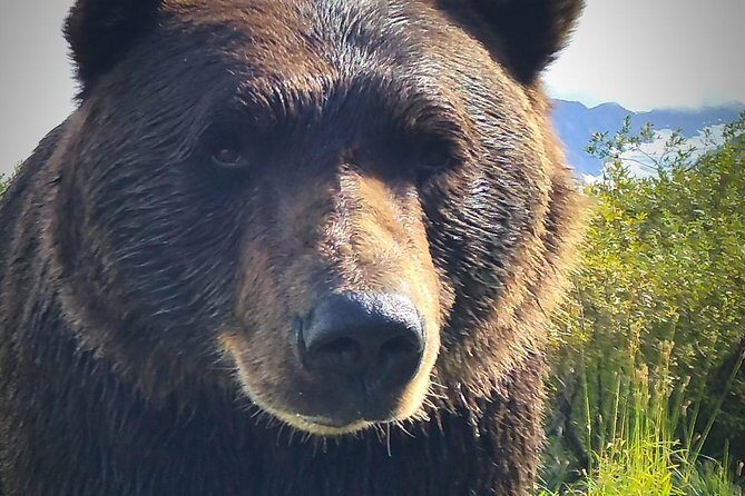 Wilderness, Wildlife, Glacier Experience from Anchorage - Authentic Feedback from Travelers