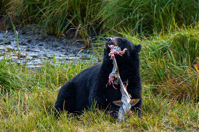 Wildlife and Scenery in Ketchikan - What to Expect from Your Ketchikan Water Tour