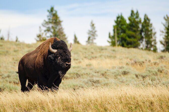 Wildlife and Waterfalls - The Experience: What Travelers Say