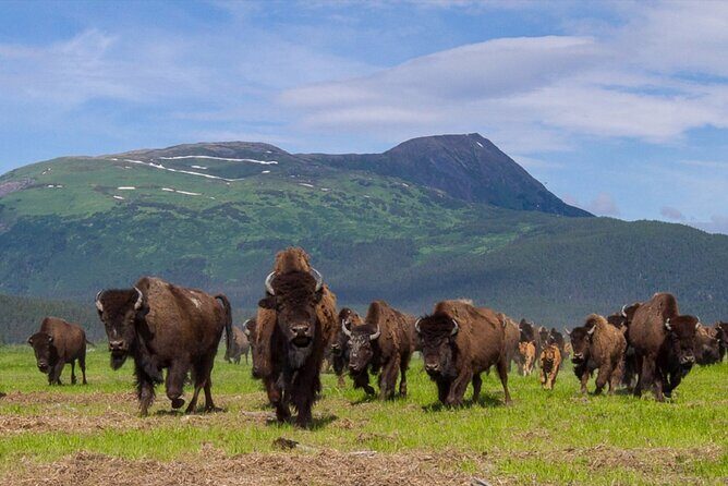 Wildlife Center with Lunch & Local Beer Sampling - Winter&Summer - Introduction to the Tour Experience