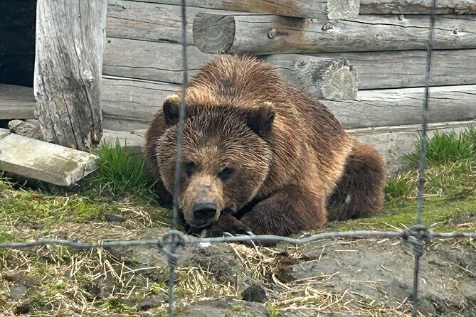 Wildlife Conservation Center & Portage Valley Glaciers - The experience from reviews and what it means for you