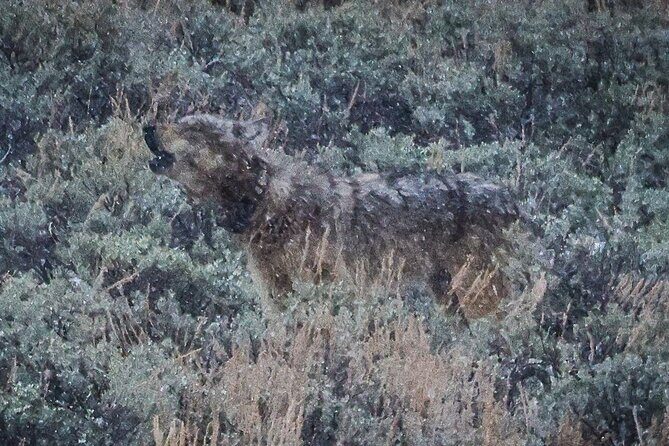Wildlife Hiking Adventure in Yellowstone with Lunch - The Value of Expert Guidance and Safety