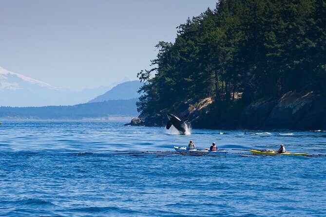 Wildlife Kayak Tour at Fort Flagler State Park - The Sum Up: Is This Tour for You?