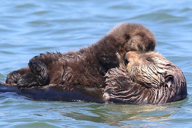 Wildlife Safari Boat Tour in Scenic Monterey Bay Wetland - Authentic Encounters and Real Review Highlights