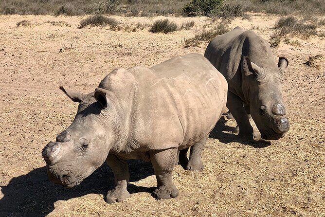Wildlife Safari, Olive, Beer/Wine Tasting Day Tour from Cape Town - Transportation and Group Size: Why It Matters