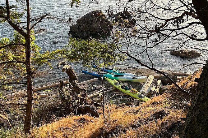 Wildlife Spotting Kayak Adventure on Orcas Island - The Guides Make the Difference