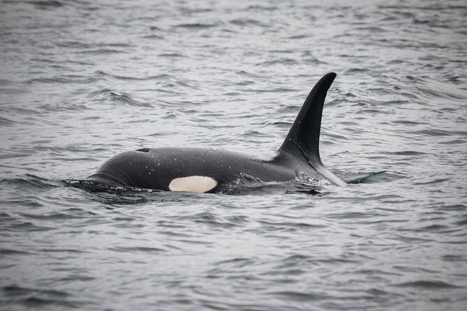 Wildlife Viewing and Whale Watching Quest - Who Will Love This Tour?