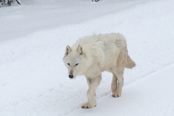 Wildlife & Wolf Private Tour with Lunch - Authentic Experiences and Guest Feedback