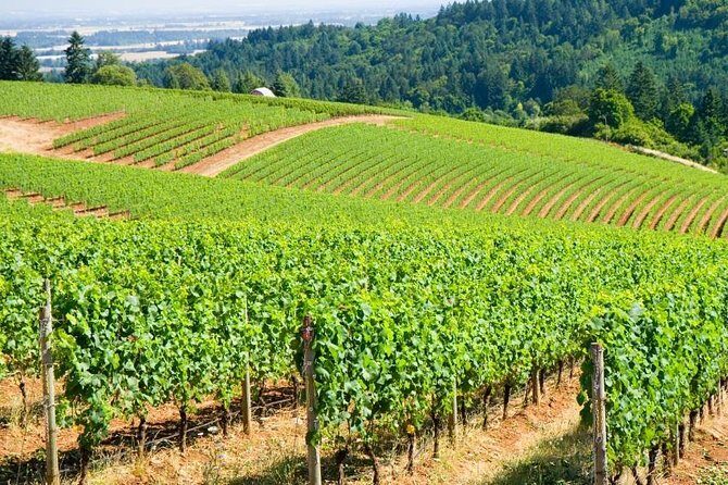 Willamette Valley Full-Day Wine Tour from Portland - Exploring the Itinerary: What to Expect from Start to Finish