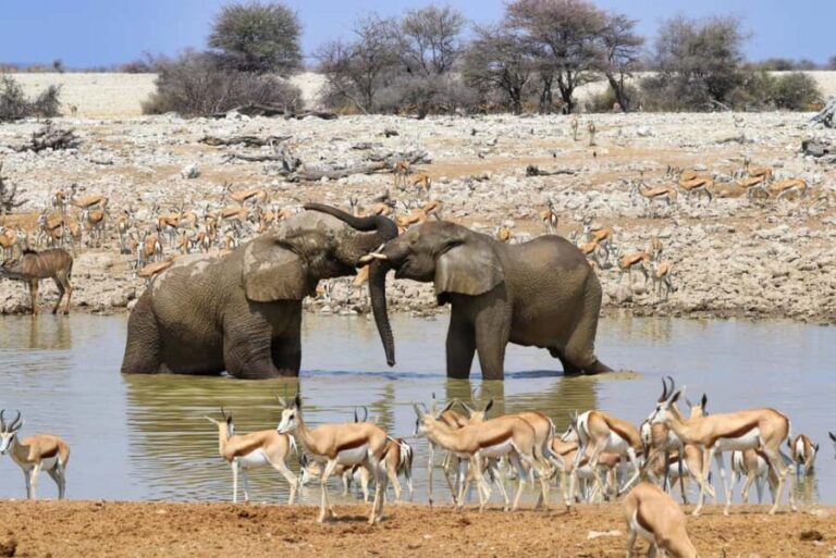 Windhoek: 3-Day Guided Safari in Etosha with Lodge - Day 1: Wildlife Encounters at Etosha National Park