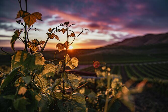 Wine Tasting Audio Tour - Calaveras County - What Travelers Say