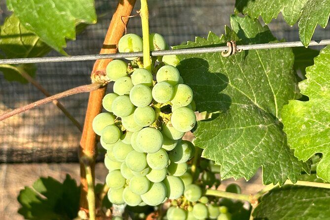 Wine Tasting experience in San Miguel de Allende - Who Should Consider This Tour?