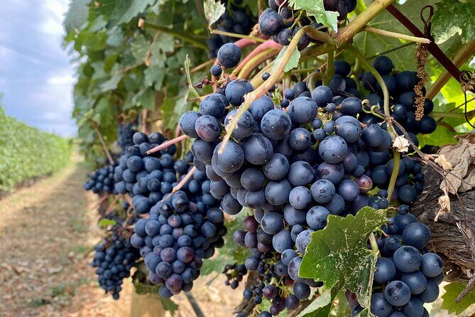 Wine Tour Experience In Lake Country 5 Wineries - Analyzing the Value and Price