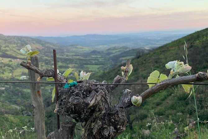 Wine Tour Pros - Wine Tour and Transportation: SUV Up To 6 Guests - A Closer Look at the Itinerary and Experience