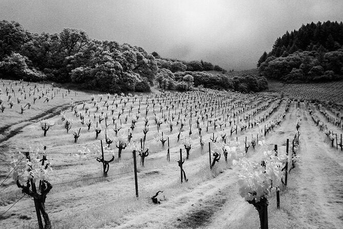 Wine tour up to 6 passengers - What the Experience Looks Like at Each Stop