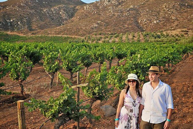 Wine tour valley of guadalupe - Authentic Experiences and Practical Tips