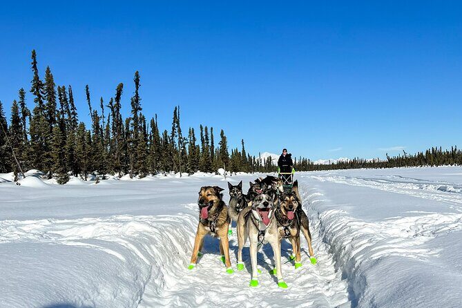 Winter Dog Sled Tour: Day or Night. - Authenticity and Reviews: What Others Say