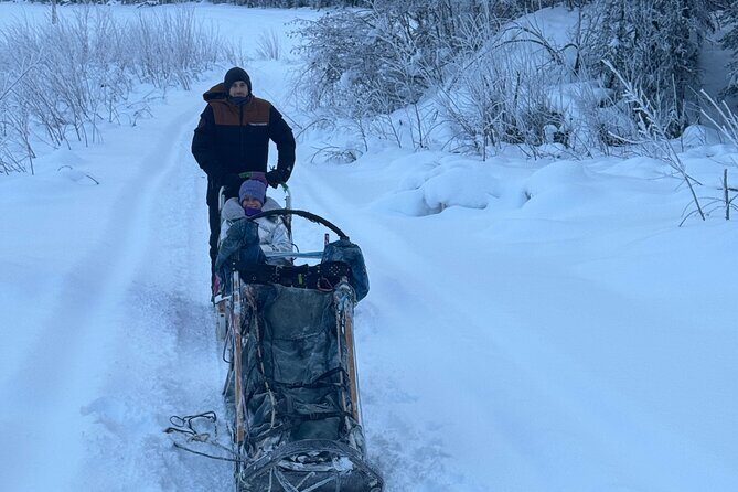Winter Dog Sledding in Fairbanks - The Value of the Experience