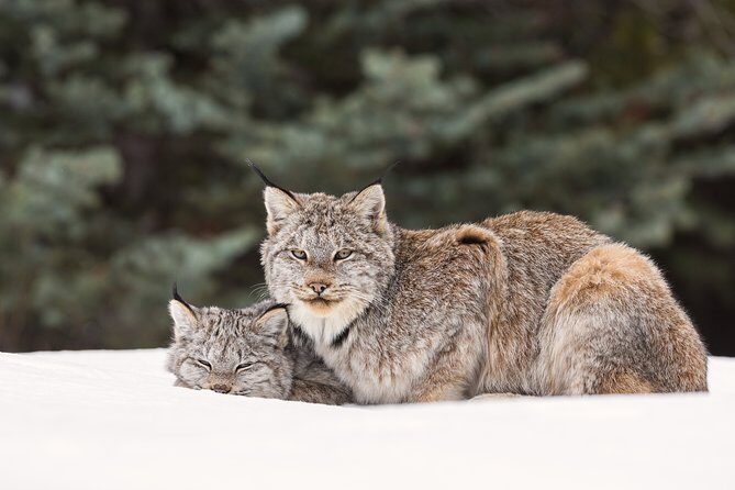 Winter Wildlife Discovery Tour - The Bottom Line