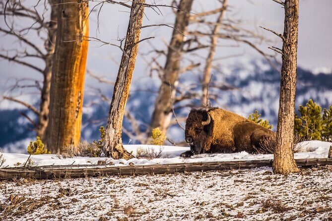 Winter Wildlife Safari: Lamar Valley | Gardiner | PRIVATE + Lunch - What’s Included & What’s Not