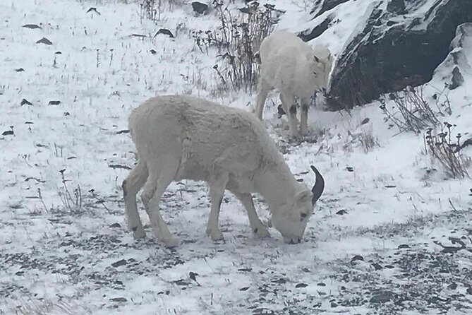 Winter - Wildlife & Turnagain Arm Tour - Practical Details and What It Means for You