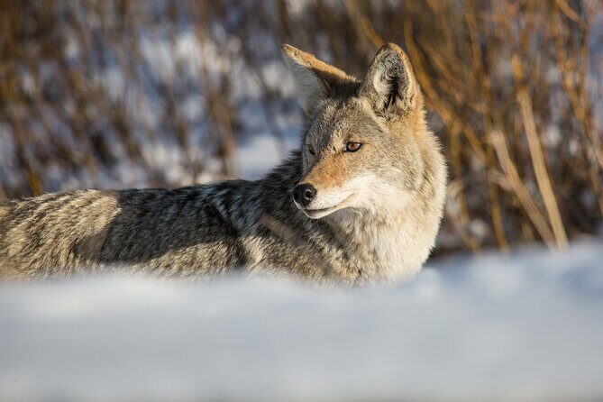 Winter Wildlife Watching Private Tour - What Reviewers Say (Based on Actual Feedback)