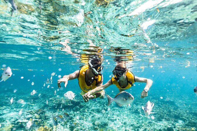 With Turtles, Shipwreck, Cenote, and Reef and Transport Included - Why This Tour Is a Great Choice