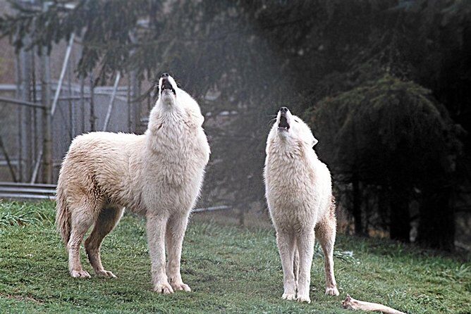 Wolf Experience - The Guides and Education: Knowledge That Inspires