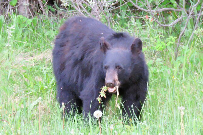Wolfdog Sanctuary and Banff Day Trip - A Closer Look at the Itinerary