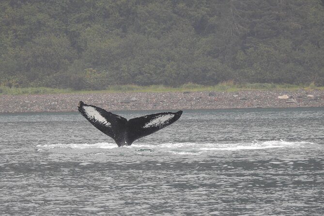 Wonderful Whales and Wildlife Tour - Final Thoughts