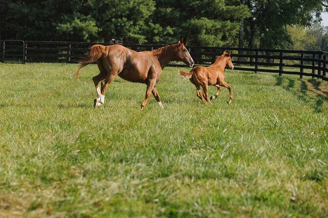 Woodford Reserve, Kismet Thoroughbred Farm & Whiskey Thief - What Travelers Say: Authentic Praise and Practicality