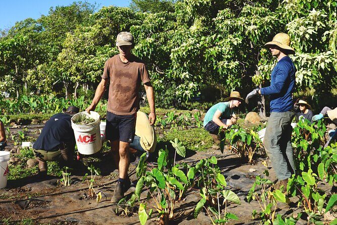 Work with Native Reforestation and Polynesian Agriculture in Maui - Why Choose This Tour?