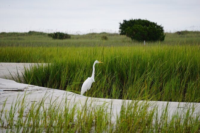 Wrightsville BirdWatching Cruise - Who This Tour Suits Best
